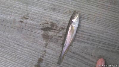 Hvilling (Merlangius merlangus) Fanget ved medefiskeri. Denne hvilling blev genudsat. Nordjylland, (sted ikke oplyst) (Havn / mole) hvillingefiskeri, sild, børsteorm, sandorm, spidse, tænder