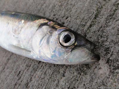 Sild (Clupea harengus) Fanget ved medefiskeri. En sild fra Grenaa Havn. Østjylland, Grenaa Havn (Havn / mole) sildefiskeri, sildeforfang, høstsild, flue, røget sild, hvide sande