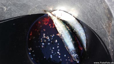 Sild (Clupea harengus) Fanget ved pirkefiskeri. 
Denne sild blev hjemtaget. Østjylland, Kanaløen  (Fjord) sildefiskeri, sildeforfang, høstsild, flue, røget sild, hvide sande