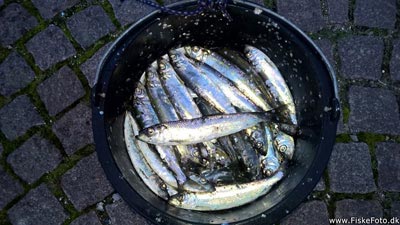 Sild (Clupea harengus) Fanget ved spinnefiskeri. 
Denne sild blev hjemtaget. Vest- og Sydsjælland, Holbæk Havn (Havn / mole) sildefiskeri, sildeforfang, høstsild, flue, røget sild, hvide sande
