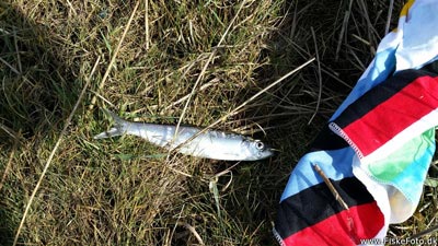 Sild (Clupea harengus) Fanget ved spinnefiskeri. Jeg tog silden med hjem Østjylland, Kanaløen  (Fjord) sildefiskeri, sildeforfang, høstsild, flue, røget sild, hvide sande