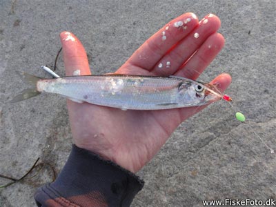 Sild (Clupea harengus) Fanget ved spinnefiskeri. En lille sild fanget på makrelforfang. Østjylland, Århus Havn (Havn / mole) sildefiskeri, sildeforfang, høstsild, flue, røget sild, hvide sande