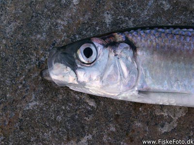 Sild (Clupea harengus) Fanget ved spinnefiskeri. Her ses sildens skrøbelige mundtøj. Vestjylland, Hvide Sande (Havn / mole) sildefiskeri, sildeforfang, høstsild, flue, røget sild, hvide sande