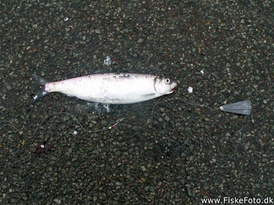 Sild (Clupea harengus) Fanget ved spinnefiskeri.  Vestjylland, Hvide Sande (Havn / mole) sildefiskeri, sildeforfang, høstsild, flue, røget sild, hvide sande