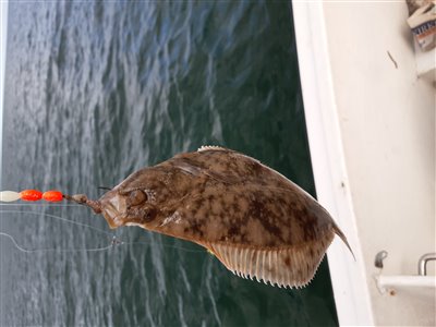 Skrubbe (Platichthys flesus) Fanget ved medefiskeri. Denne skrubbe blev hjemtaget. Østjylland, Båd ud for Grenå havn (Hav) skrubbefiskeri, fladfisk, børsteorm, sild, sandorm, sandigler, tobis