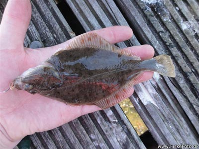 Skrubbe (Platichthys flesus) Fanget ved medefiskeri. Lille undermåler skrubbe.
Denne skrubbe blev genudsat. Vestjylland, Hvide Sande (Havn / mole) skrubbefiskeri, fladfisk, børsteorm, sild, sandorm, sandigler, tobis