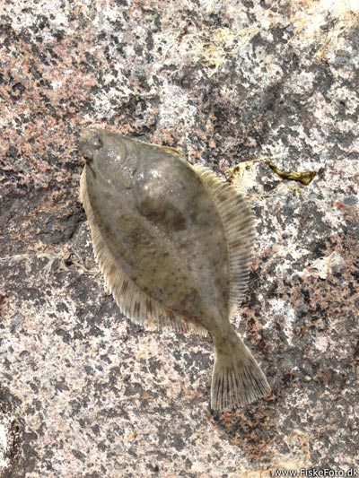 Skrubbe (Platichthys flesus) Fanget ved spinnefiskeri. 
Denne skrubbe blev genudsat. Østjylland, Den Permanente (Kyst) skrubbefiskeri, fladfisk, børsteorm, sild, sandorm, sandigler, tobis