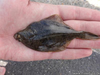 Skrubbe (Platichthys flesus) Fanget ved medefiskeri. En lille skrubbe. Vestjylland, Hvide Sande (Havn / mole) skrubbefiskeri, fladfisk, børsteorm, sild, sandorm, sandigler, tobis