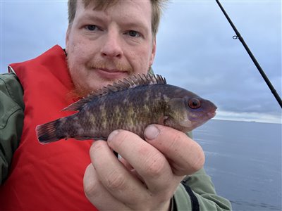 Småmundet gylte (Centrolabrus exoletus) Fanget ved medefiskeri.  Nordjylland, (sted ikke oplyst) (Hav) småmundet gyltefiskeri