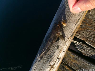 Sortkutling (Gobius niger) Fanget ved medefiskeri. Fanget på bundforfang. 
Denne fisk blev genudsat. Østjylland, Snaptun Havn (Havn / mole) sortkutlingefiskeri, sort, regnorm
