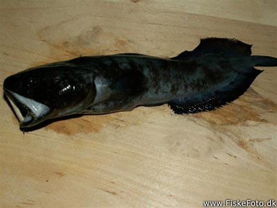 Sortvels (Raniceps raninus) Fanget ved medefiskeri.  Østjylland, Århus Havn (Havn / mole) sortvelsfiskeri, haletusse, regnorm, mole, høfde