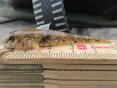 Spættet kutling (Pomatoschistus pictus) Fanget ved medefiskeri. Det lykkedes at fange denne fisk på 5,2 cm. Den er lige blevet godkendt som DK-rekord Østjylland, (sted ikke oplyst) (Kyst) kutlingefiskeri, lille, pletter