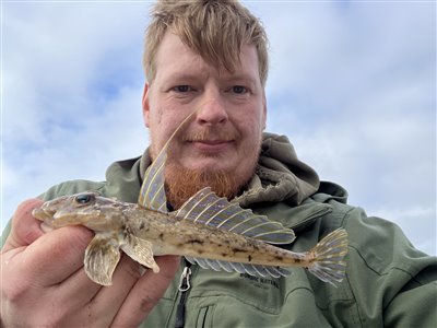 Stribet fløjfisk (Callionymus lyra) Fanget ved medefiskeri.  Nordjylland, (sted ikke oplyst) (Hav) fløjfiskfiskeri
