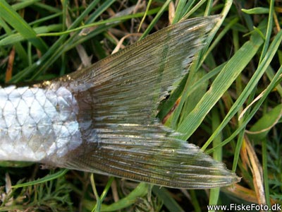 Strømskalle (Leuciscus leuciscus) Fanget ved medefiskeri. Strømskallens hale. Vestjylland, (sted ikke oplyst) (Å / bæk) strømskallefiskeri, vestjylland, regnorm, å
