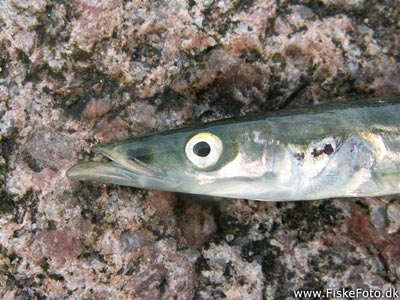 Tobis (plettet tobiskonge) (Hyperoplus lanceolatus) Fanget ved spinnefiskeri.  Østjylland, Århus Havn (Havn / mole) tobisfiskeri, sildeforfang, tobisforfang, tobis, agn