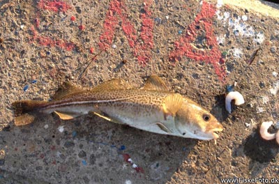 Torsk (Gadus morhua) Fanget ved medefiskeri. 
Denne torsk blev genudsat. Østjylland, Lillebælt ved Fredericia (Havn / mole) torskefiskeri, blink, pilk, ophænger, blæksprutteforfang, nytårstorsk