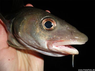Torsk (Gadus morhua) Fanget ved medefiskeri. 
Denne torsk blev genudsat. Østjylland, Århus Havn (Havn / mole) torskefiskeri, blink, pilk, ophænger, blæksprutteforfang, nytårstorsk
