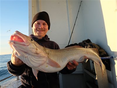 Torsk (Gadus morhua) Fanget ved pirkefiskeri. Min største torsk fra denne tur. Vestjylland, Gule Rev (Hav) torskefiskeri, blink, pilk, ophænger, blæksprutteforfang, nytårstorsk