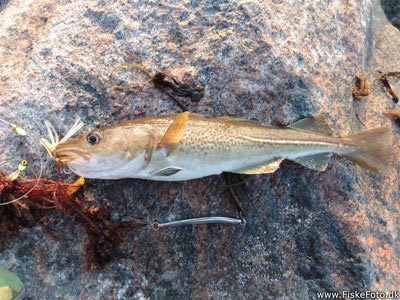 Torsk (Gadus morhua) Fanget ved spinnefiskeri. En torsk lige omkring målet. Østjylland, Århus Havn (Havn / mole) torskefiskeri, blink, pilk, ophænger, blæksprutteforfang, nytårstorsk