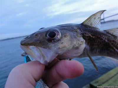 Torsk (Gadus morhua) Fanget ved spinnefiskeri. Årets første fisk 2014! En lille torsk som naturligvis blev genudsat. Østjylland, Lillebælt ved Fredericia (Havn / mole) torskefiskeri, blink, pilk, ophænger, blæksprutteforfang, nytårstorsk