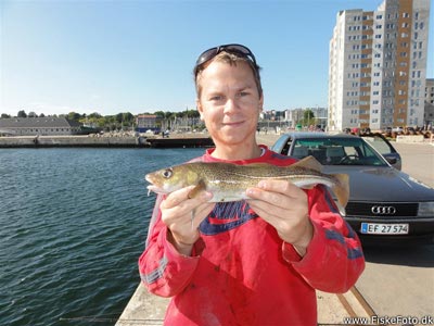 Torsk (Gadus morhua) Fanget ved spinnefiskeri. 
Denne torsk blev genudsat. Østjylland, Århus Havn (Havn / mole) torskefiskeri, blink, pilk, ophænger, blæksprutteforfang, nytårstorsk
