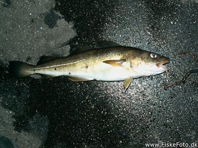 Torsk (Gadus morhua) Fanget ved medefiskeri.  Østjylland, Århus Havn (Havn / mole) torskefiskeri, blink, pilk, ophænger, blæksprutteforfang, nytårstorsk