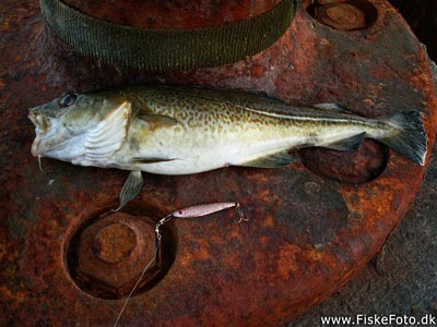 Torsk (Gadus morhua) Fanget ved spinnefiskeri. Torsk på omkring 1 kilo. Østjylland, Djursland (Havn / mole) torskefiskeri, blink, pilk, ophænger, blæksprutteforfang, nytårstorsk