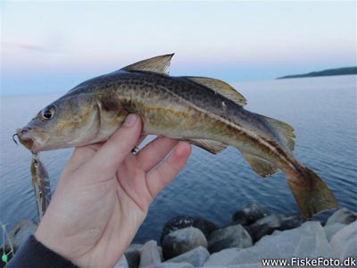 Torsk (Gadus morhua) Fanget ved spinnefiskeri. En lille undermåler torsk.
Denne torsk blev genudsat. Østjylland, Århus Havn (Havn / mole) torskefiskeri, blink, pilk, ophænger, blæksprutteforfang, nytårstorsk