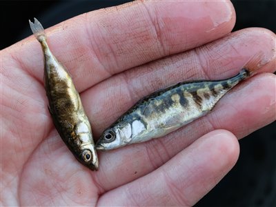 Trepigget hundestejle (Gasterosteus aculeatus) Fanget ved medefiskeri.  Vestjylland, Loch Nees Put and Take (Put & Take) hundestejlefiskeri, pigge, regnorm