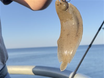 Tunge / søtunge (Solea solea) Fanget ved spinnefiskeri. 
Denne tunge blev genudsat.
Dette er min første tunge. Nordjylland, Sæby (Havn / mole) tungefiskeri, søtungefiskeri