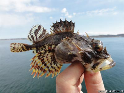 Ulk (Myoxocephalus scorpius) Fanget ved medefiskeri. 
Denne ulk blev genudsat. Østjylland, Lillebælt ved Fredericia (Havn / mole) ulkefiskeri, mole, sild, børsteorm, pigge