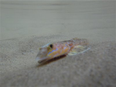 undervandskud taget på stranden hvor den svømmede rundt i et lille revle-badekar