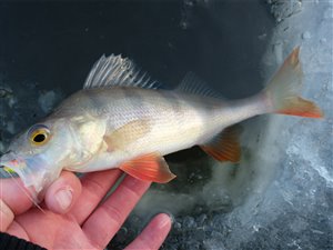 Aborre (Perca fluviatilis) - Fanget d. 18. januar 2024. aborrefiskeri, striber, rygfinne, regnorm, majs, spinner
