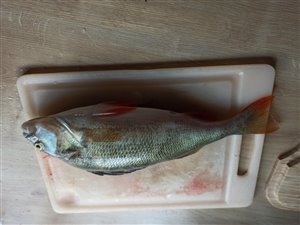 Aborre (Perca fluviatilis)  - Fanget d. 24. juni 2023.  aborrefiskeri, striber, rygfinne, regnorm, majs, spinner