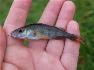 Aborre (Perca fluviatilis)  - Fanget d. 10. oktober 2021.  aborrefiskeri, striber, rygfinne, regnorm, majs, spinner