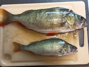 Aborre (Perca fluviatilis)  - Fanget d. 10. juli 2021.  aborrefiskeri, striber, rygfinne, regnorm, majs, spinner