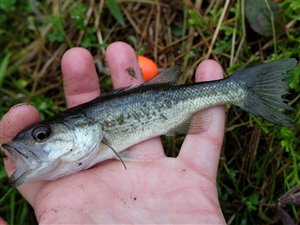 En lille bass (Micropterus salmoides) eller på dansk ørredaborre.