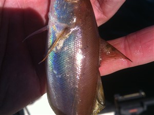 Glyse (Trisopterus minutus) - Fanget d. 17. juni 2014. glysefiskeri, torskefisk