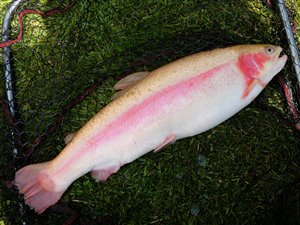 Guldørred (Oncorhynchus mykiss) guldørredfiskeri, regnbueørred, put and take, dambrug