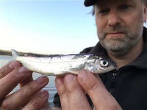 Heltling (Coregenus albula) - Fanget d. 20. april 2021. heltlingefiskeri