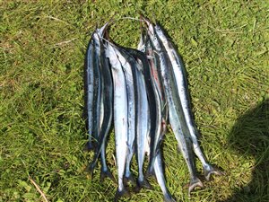 Hornfisk (Belone belone)  - Fanget d. 7. maj 2017.  hornfiskefiskeri, game fish, blink, silkekrog