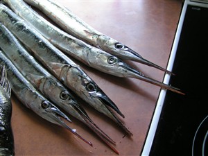 Hornfisk (Belone belone)  - Fanget d. 8. maj 2005.  hornfiskefiskeri, game fish, blink, silkekrog