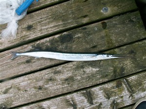 Hornfisk (Belone belone)  - Fanget d. 5. juli 2005.  hornfiskefiskeri, game fish, blink, silkekrog