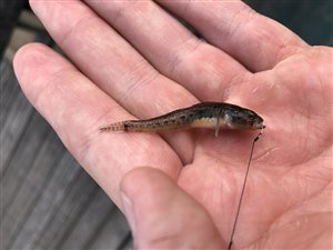 Lerkutling (Pomatoschistus microps) - Fanget d. 24. juni 2021. lerkutlingefiskeri, lille, bundfisk
