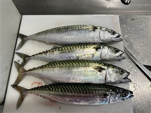 Makrel (Scomber scombrus) - Fanget d. 10. september 2023. makrelfiskeri, makrelforfang, flue, flådfiskeri, minitun