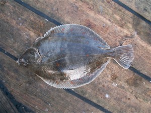 Rødspætte (Pleuronectes platessa) rødspættefiskeri, øresund, børsteorm, fladfisk, djursland, glat