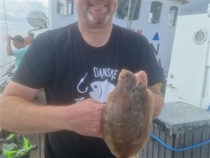 Rødtunge (Microstomus kitt) - Fanget d. 30. juli 2023. rødtungefiskeri