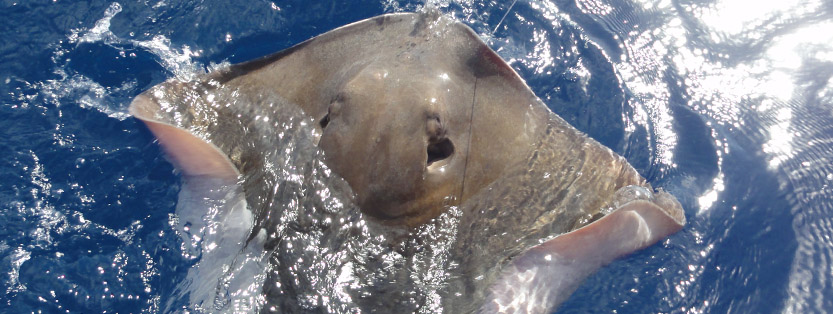 Lystfiskeri efter stingrays med The Happy Hooker III på Tenerife