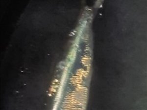 Sild (Clupea harengus) - Fanget d. 15. oktober 2022. sildefiskeri, sildeforfang, høstsild, flue, røget sild, hvide sande