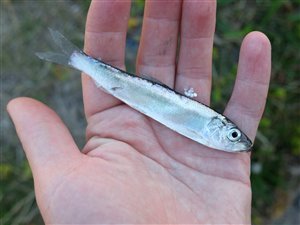 Sild (Clupea harengus) - Fanget d. 10. august 2022. sildefiskeri, sildeforfang, høstsild, flue, røget sild, hvide sande